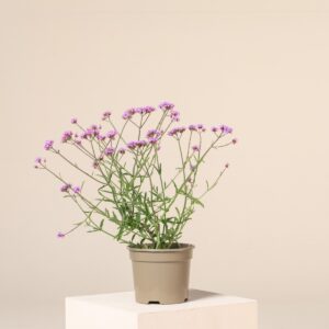 Verbena bonariensis
