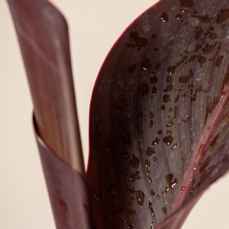 Canna 'Tropicanna Black'