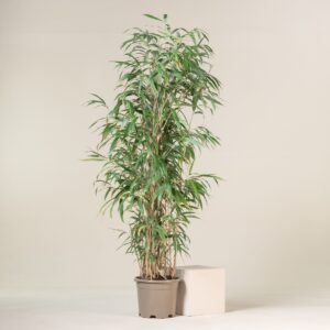 Pseudosasa japonica
