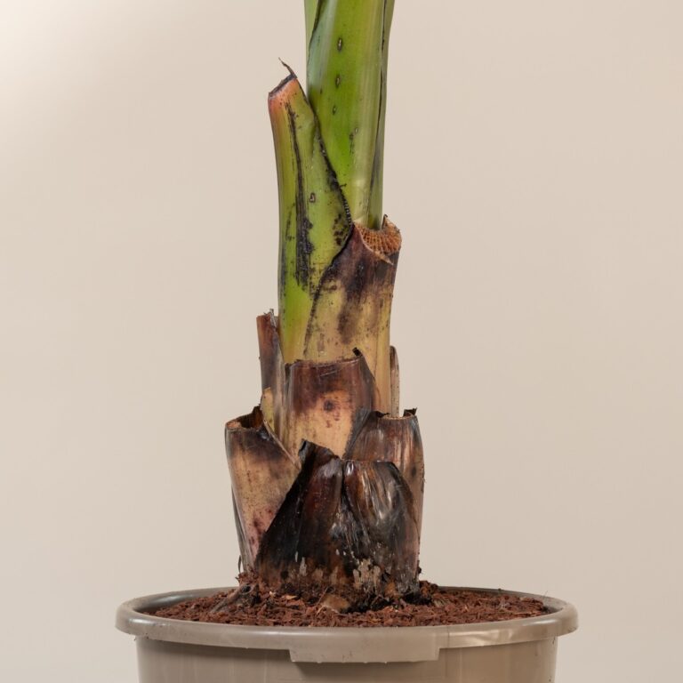 Growing outdoors