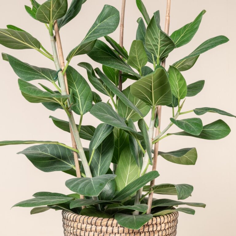 Soil and Repotting