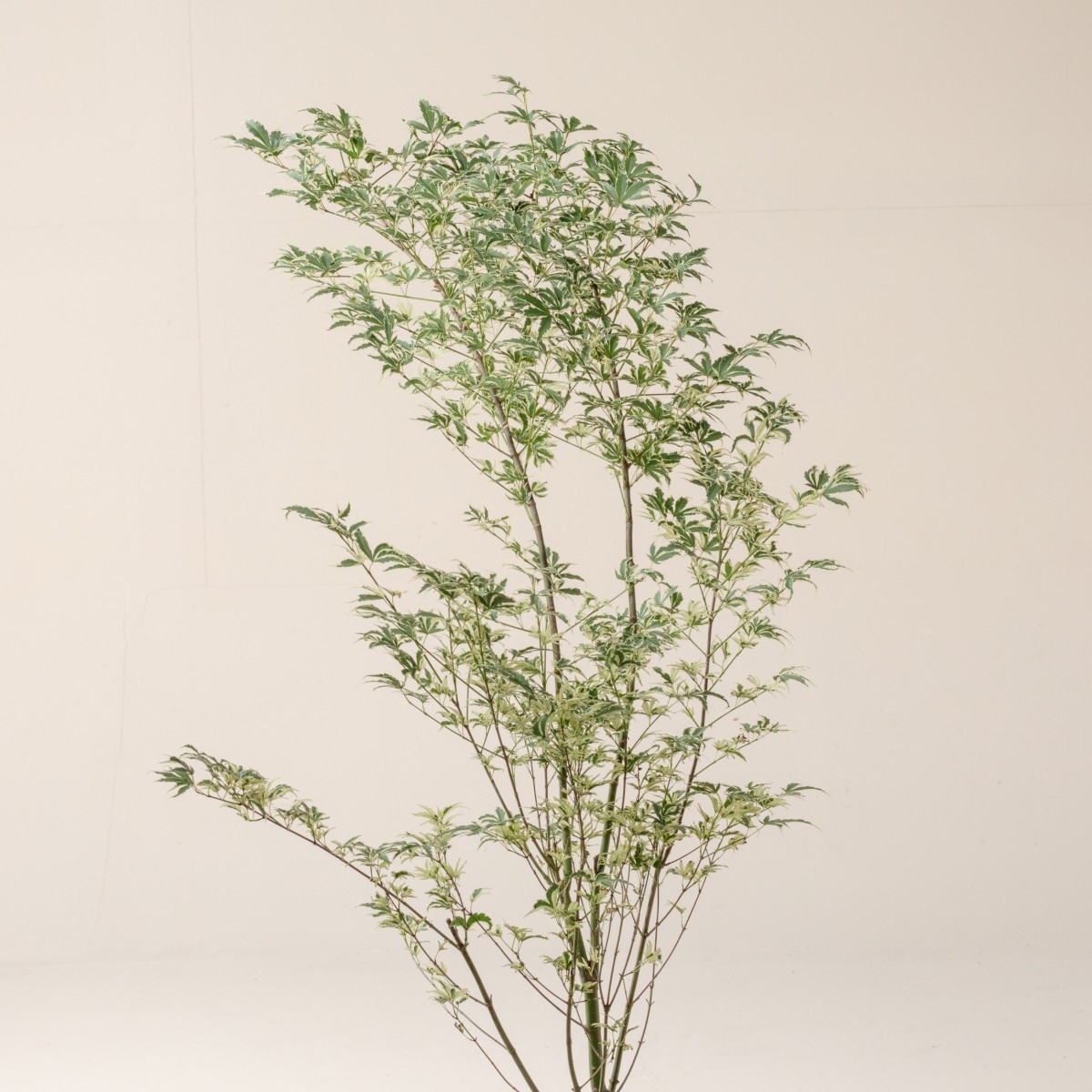 Acer palmatum 'Butterfly'