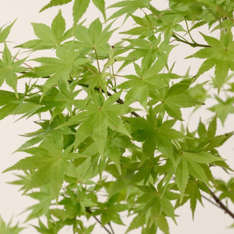Acer palmatum 'Summer Gold'