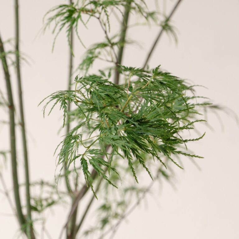 Acer palmatum 'Seiryu'
