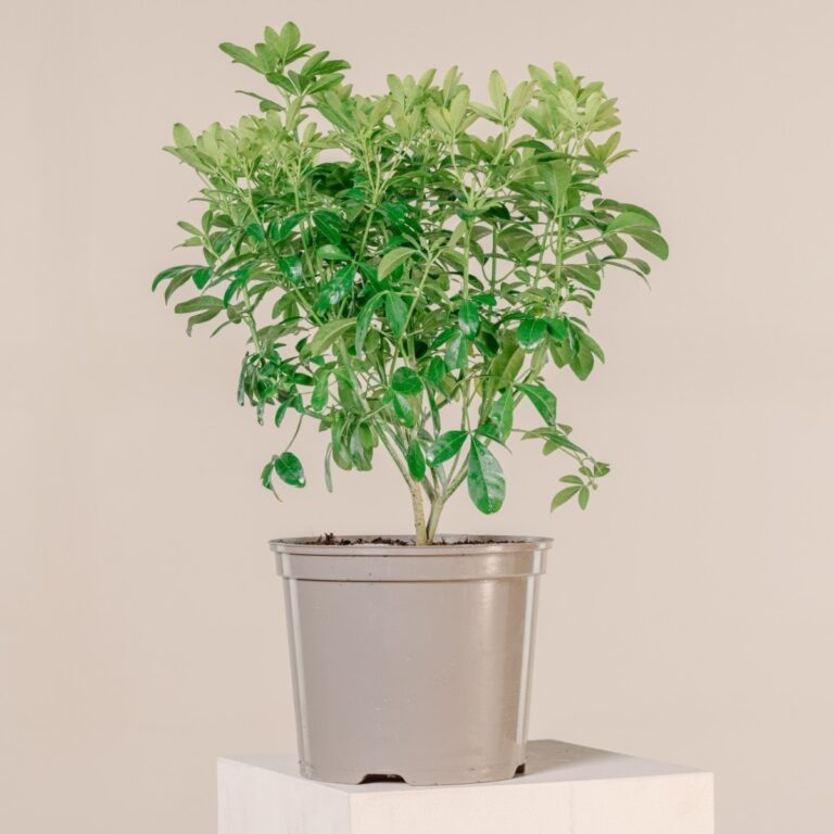 Choisya ternata 'Sundance'