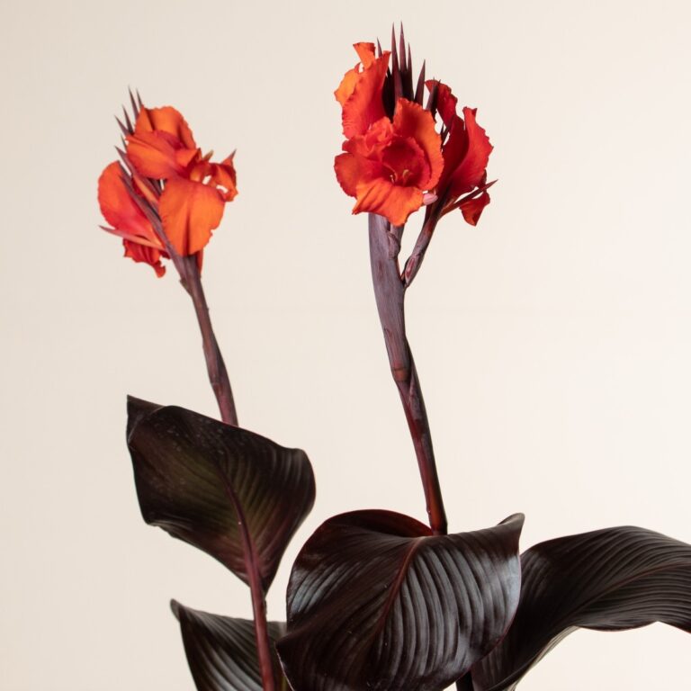 Overwintering cannas