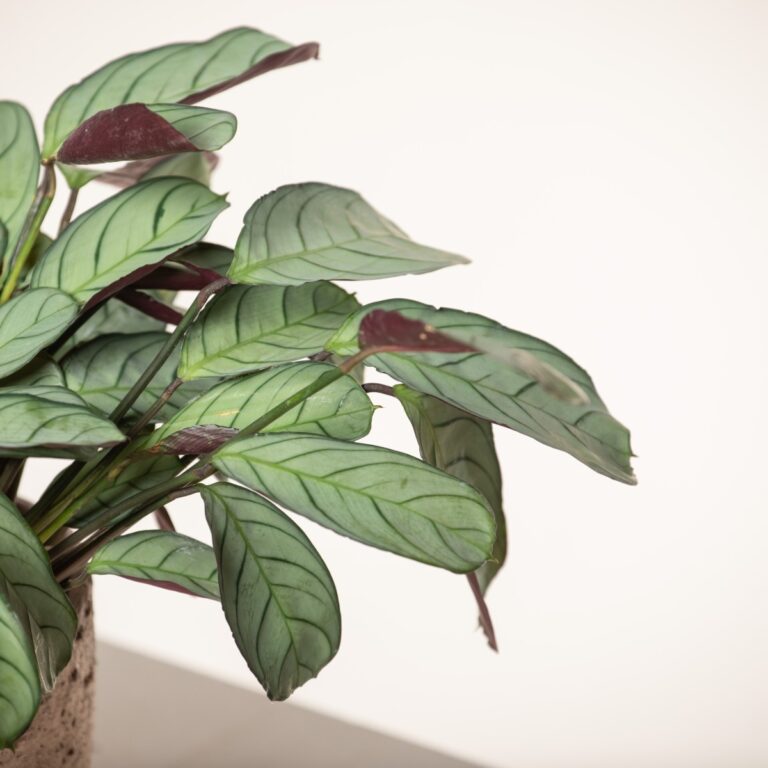 Ctenanthe 'Amagris'