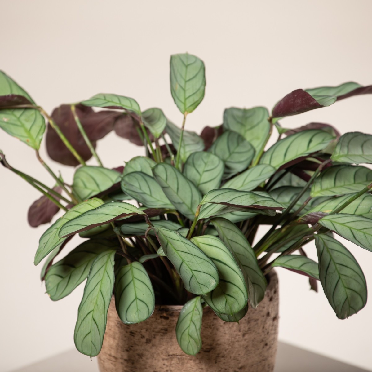 Ctenanthe 'Amagris'