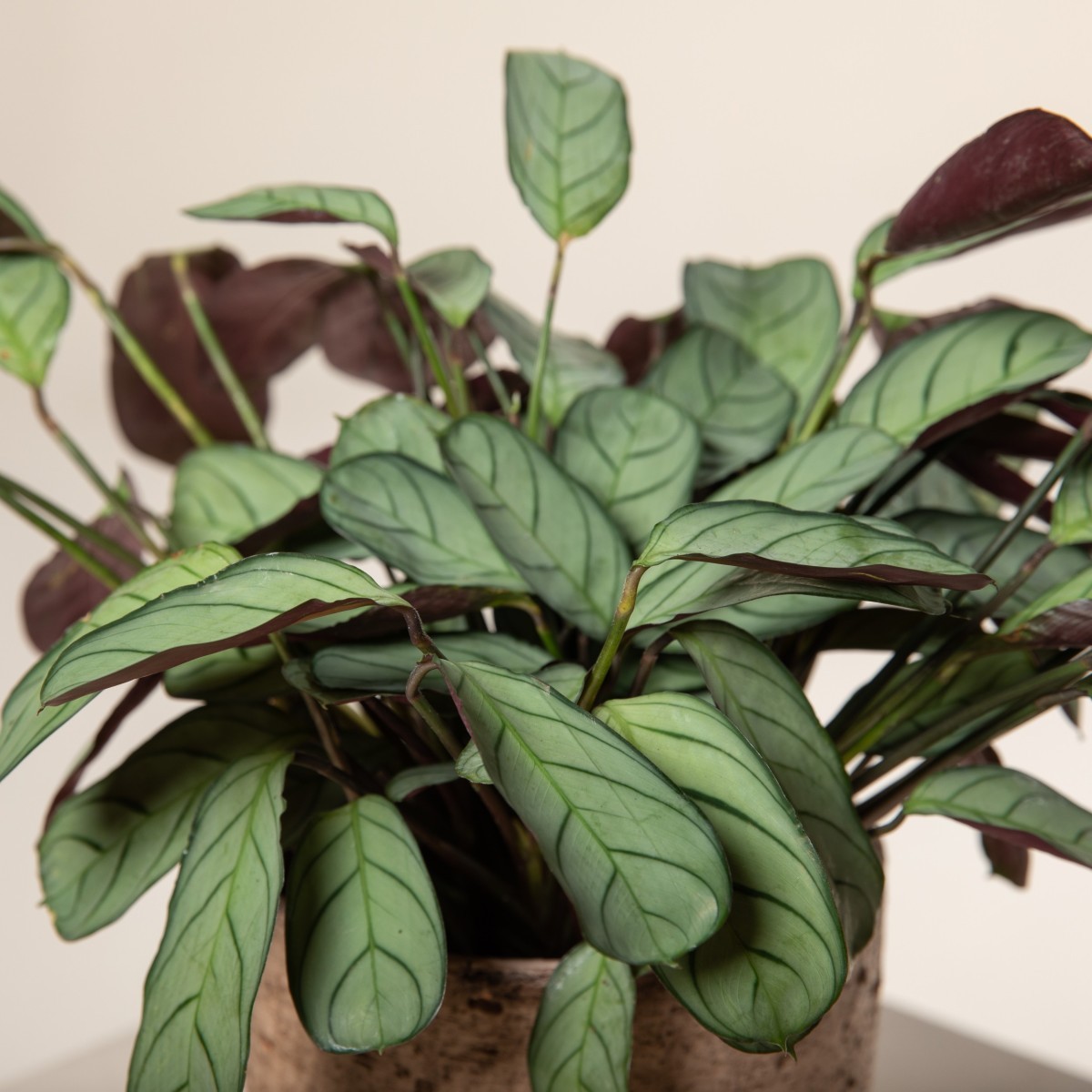 Ctenanthe 'Amagris'