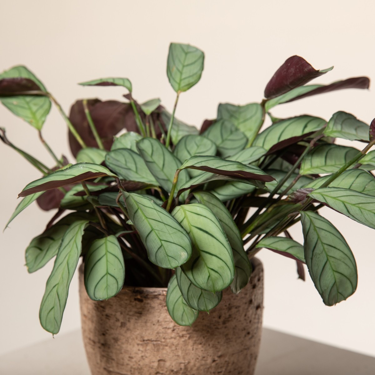 Ctenanthe 'Amagris'