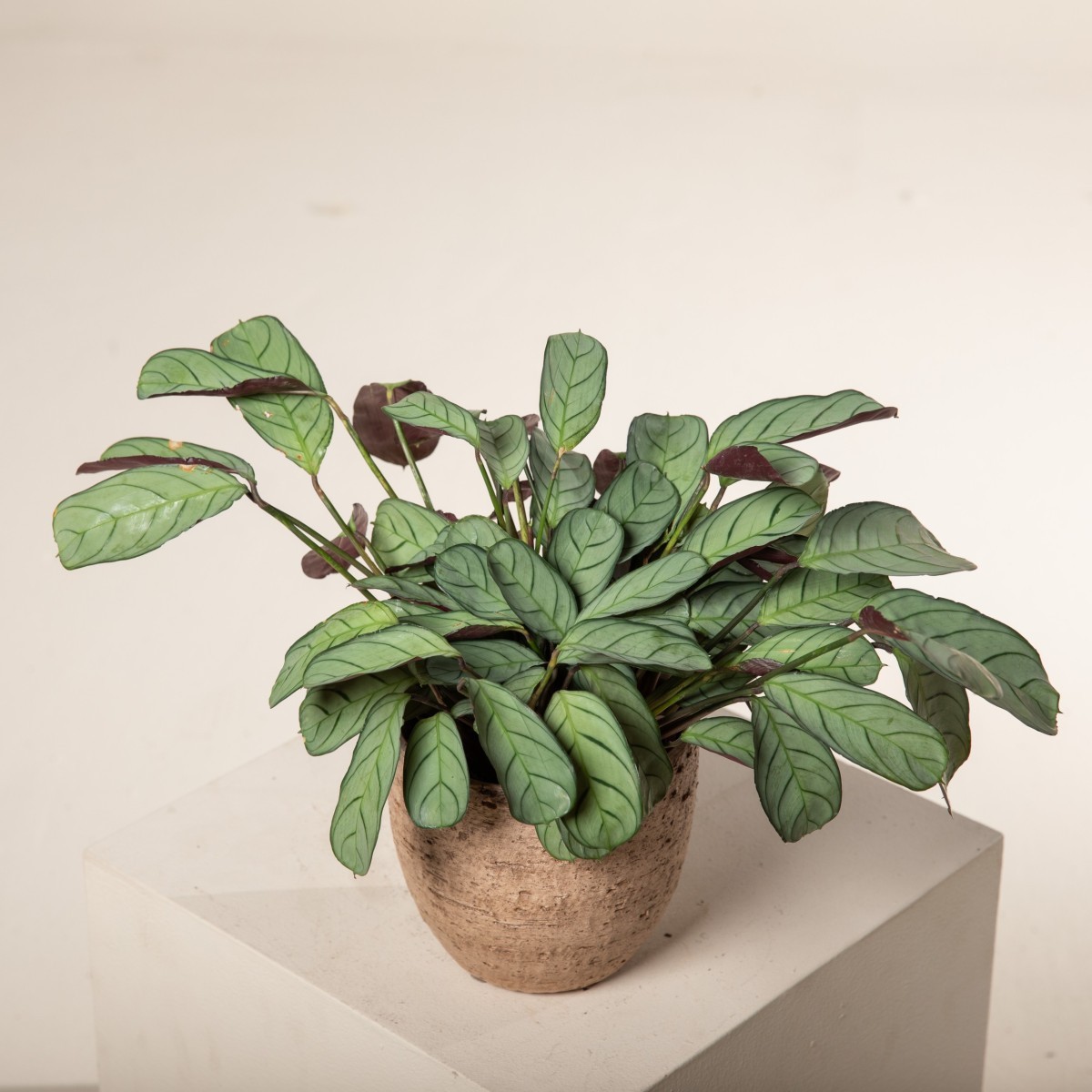 Ctenanthe 'Amagris' | The Palm Centre