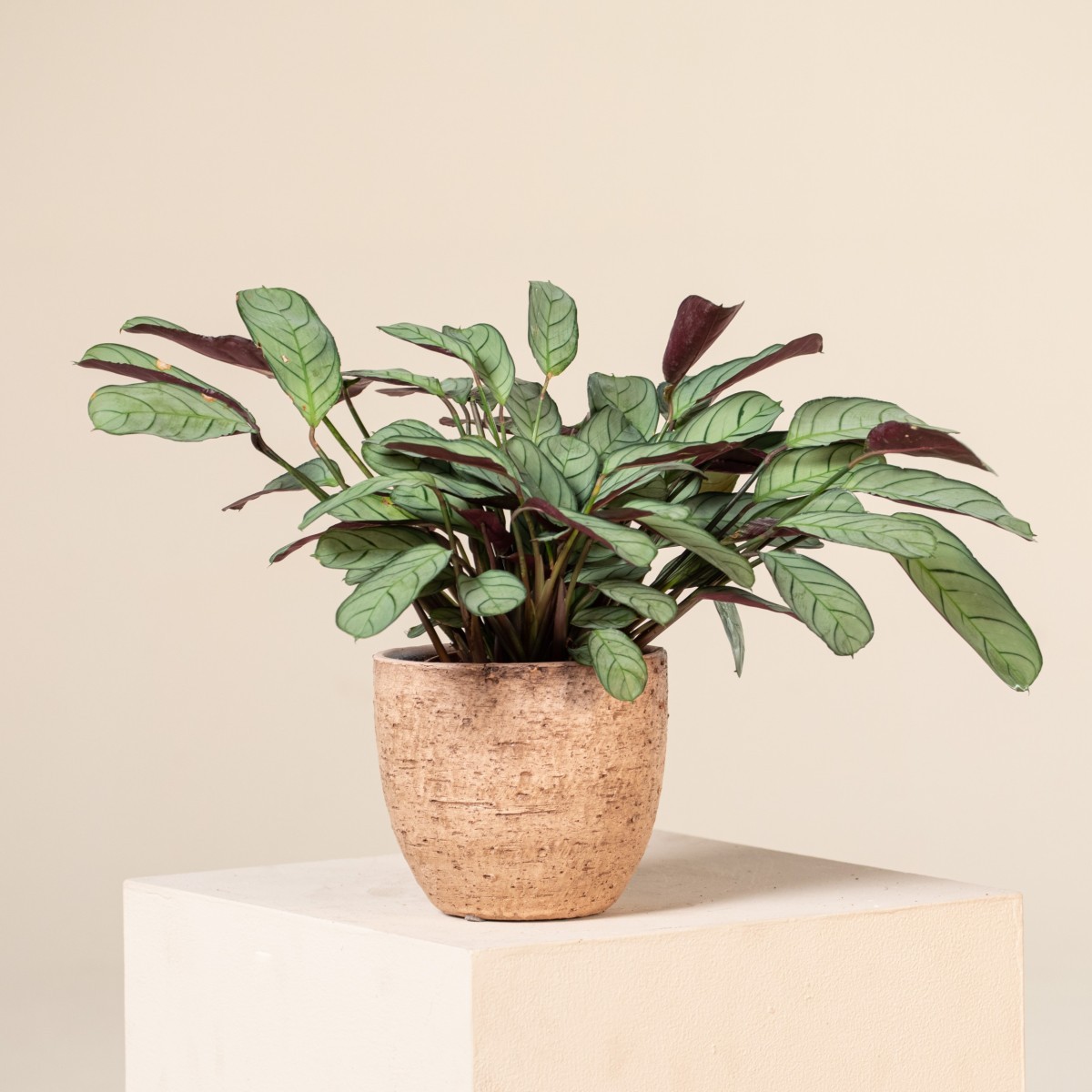 dracena bicolor Explore Our Dracaena Dragon Tree Bicolor main image 1