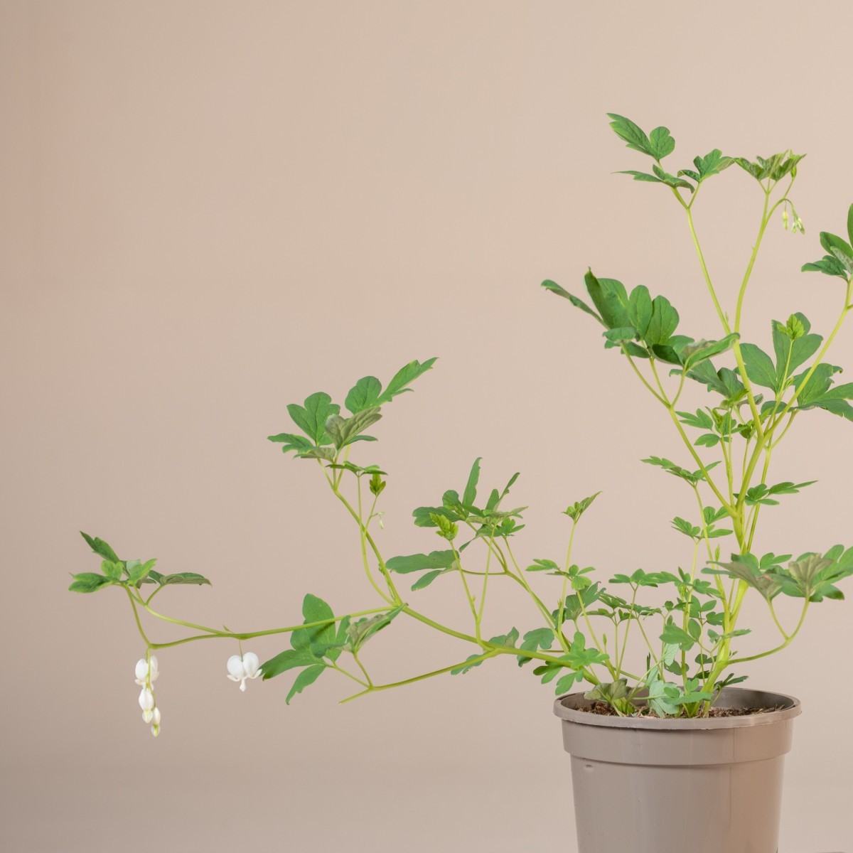 Bulbi Di Cuore Di Maria (Dicentra Spectabilis) - 2 Pezzi, Fiori A Forma Di Cuore Rosa E Bianco - Foto 6