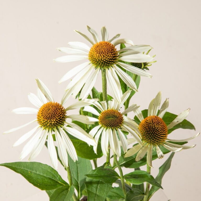 Planting with Purpose: Support for Pollinators