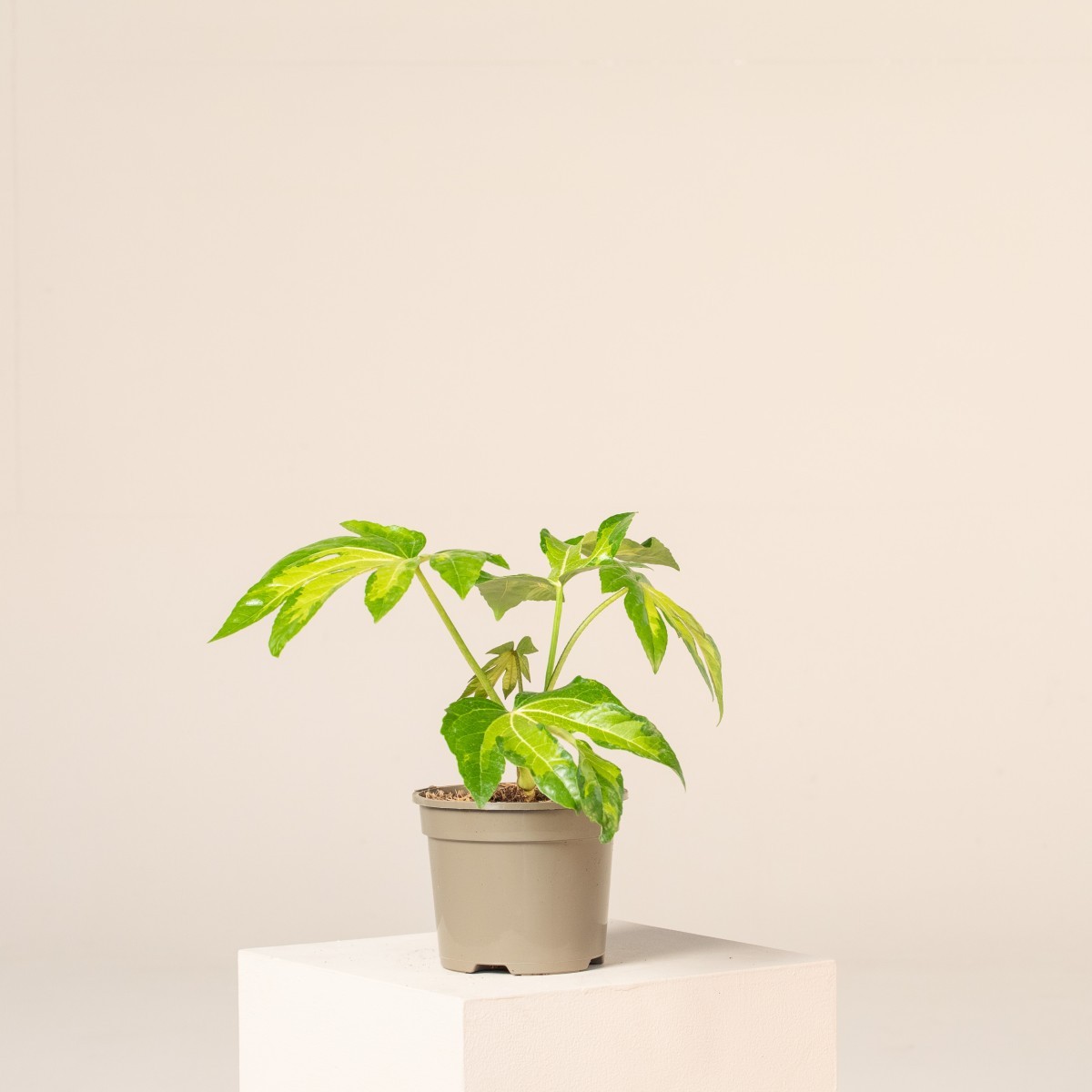 Fatsia japonica 'Camouflage'