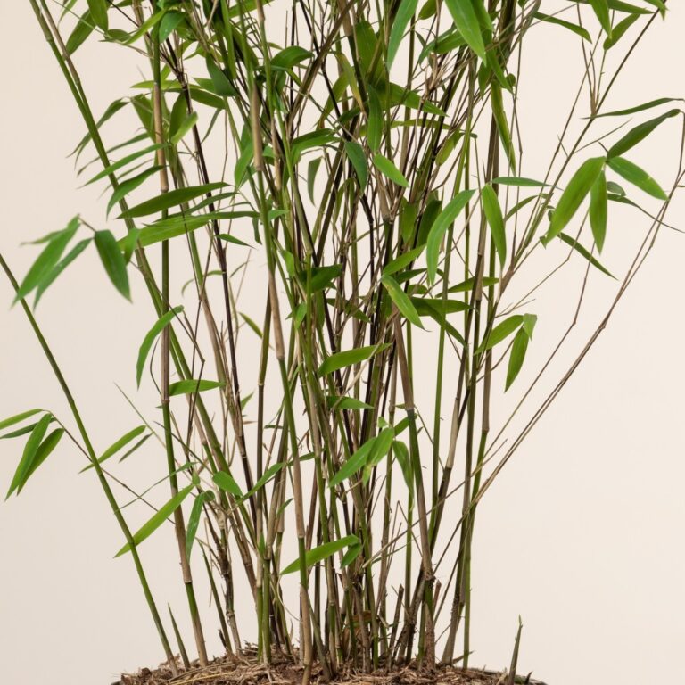Fargesia nitida 'Winter Joy' - umbrella bamboo | The Palm Centre