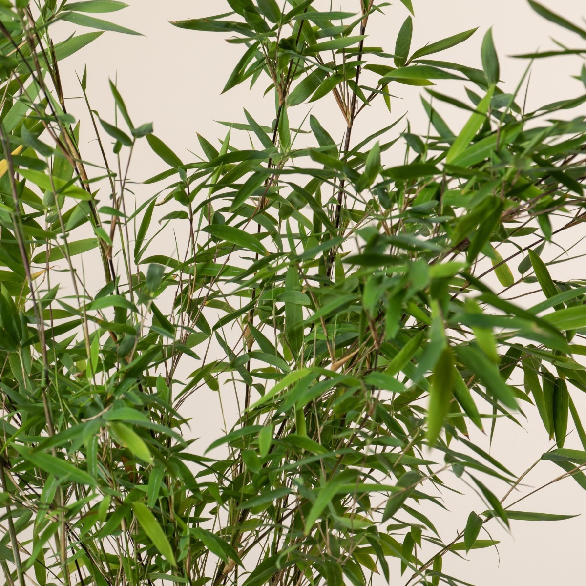 Fargesia nitida 'Winter Joy' - umbrella bamboo | The Palm Centre