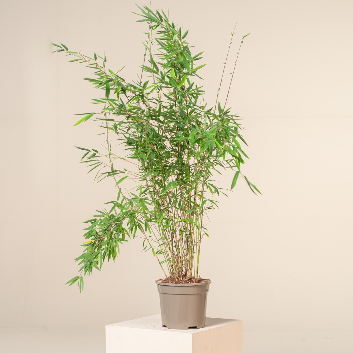 korbmarante lila Calathea Roseopicta Silvia (Korbmarante) kaufen? | Silvia