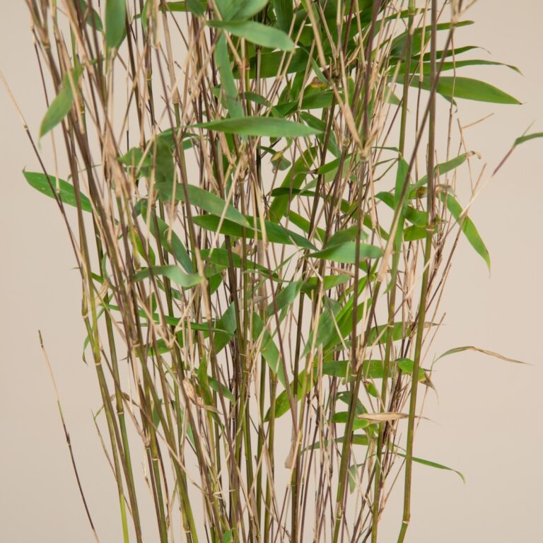 Fargesia nitida 'Obelisk' | The Palm Centre