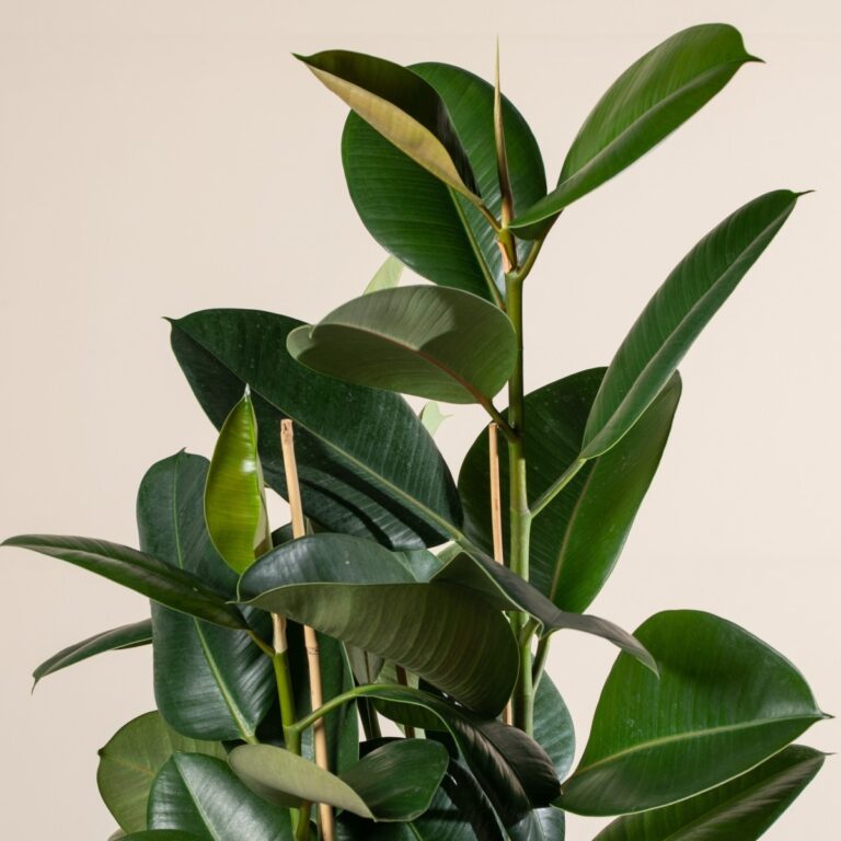 5. Ficus elastica