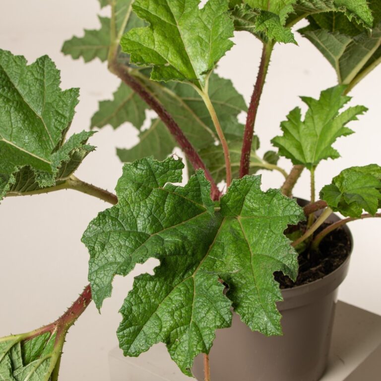 2. Soil Enhancement:
