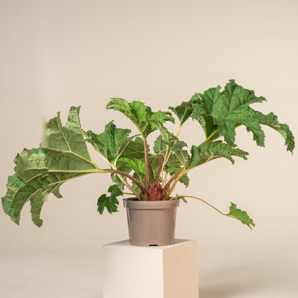 Gunnera manicata