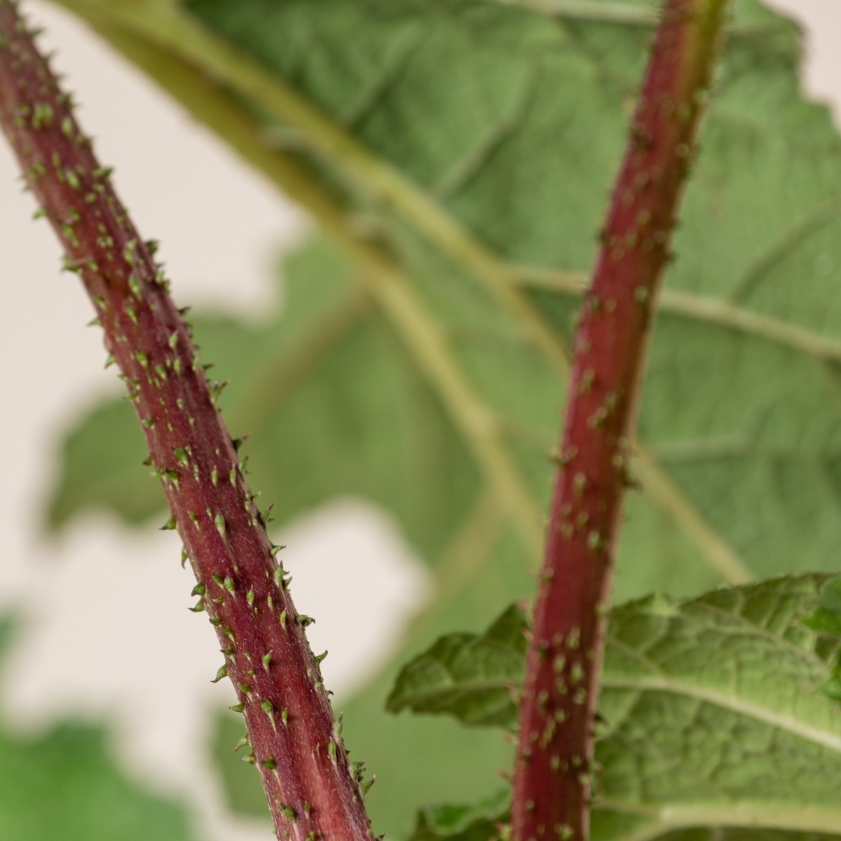 Gunnera manicata