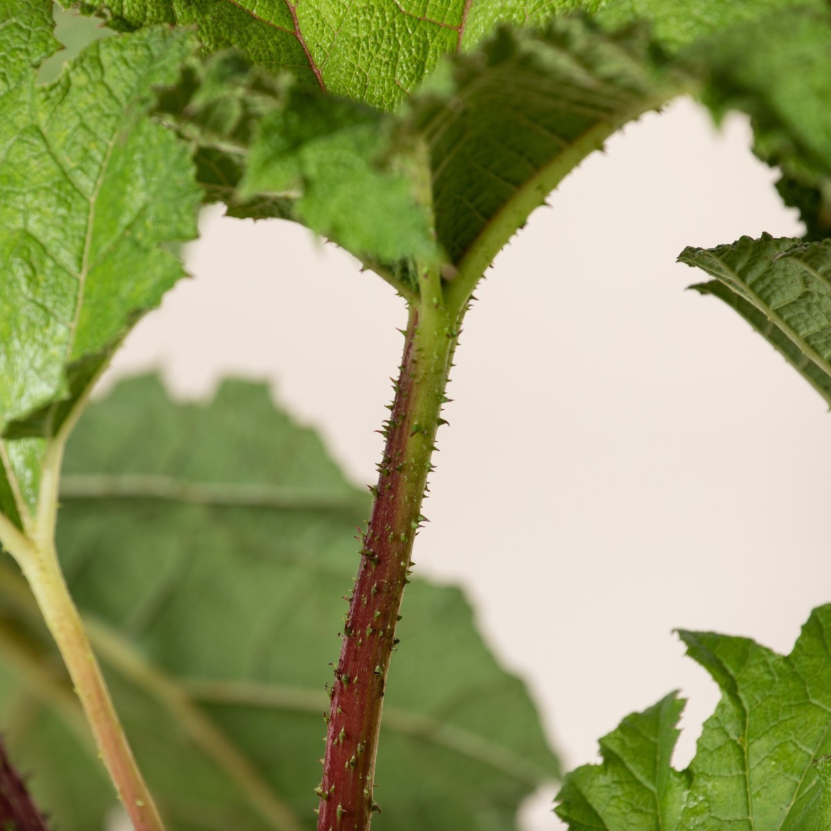 Gunnera manicata