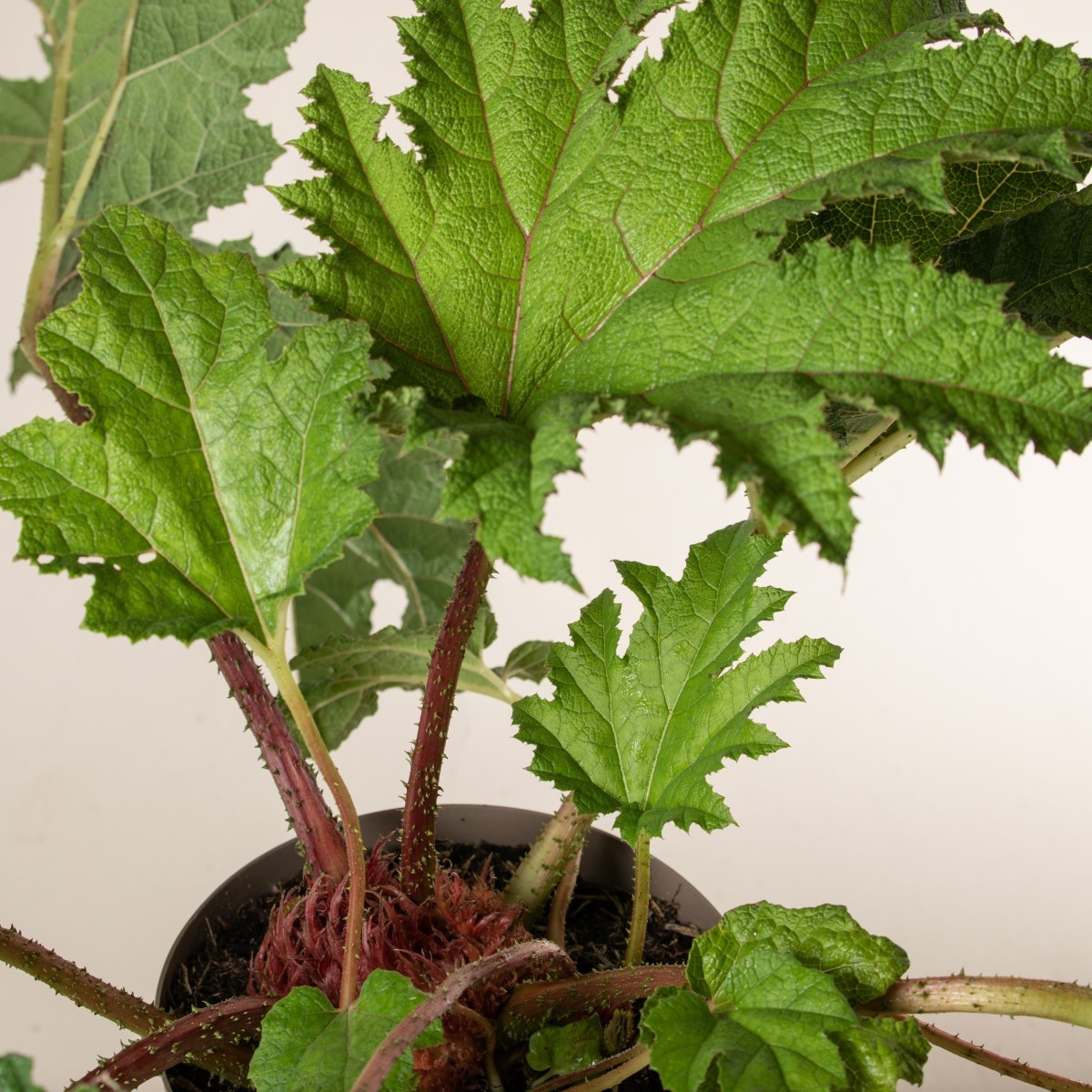 Gunnera manicata