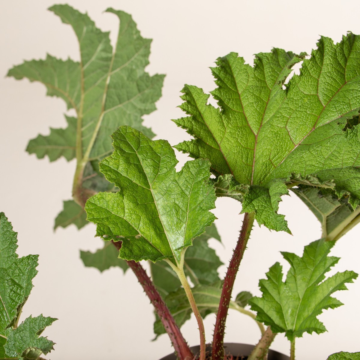 Gunnera manicata