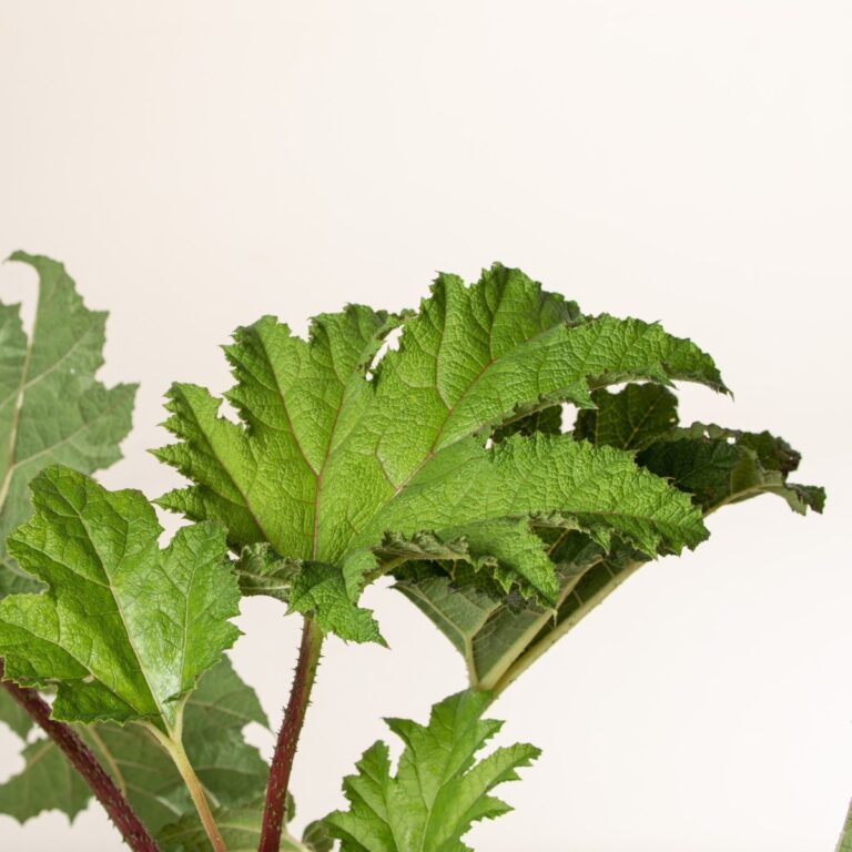 Propagating Gunnera manicata