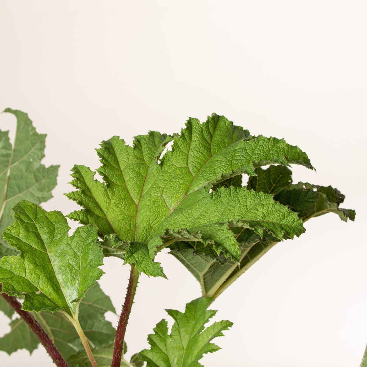 Gunnera manicata