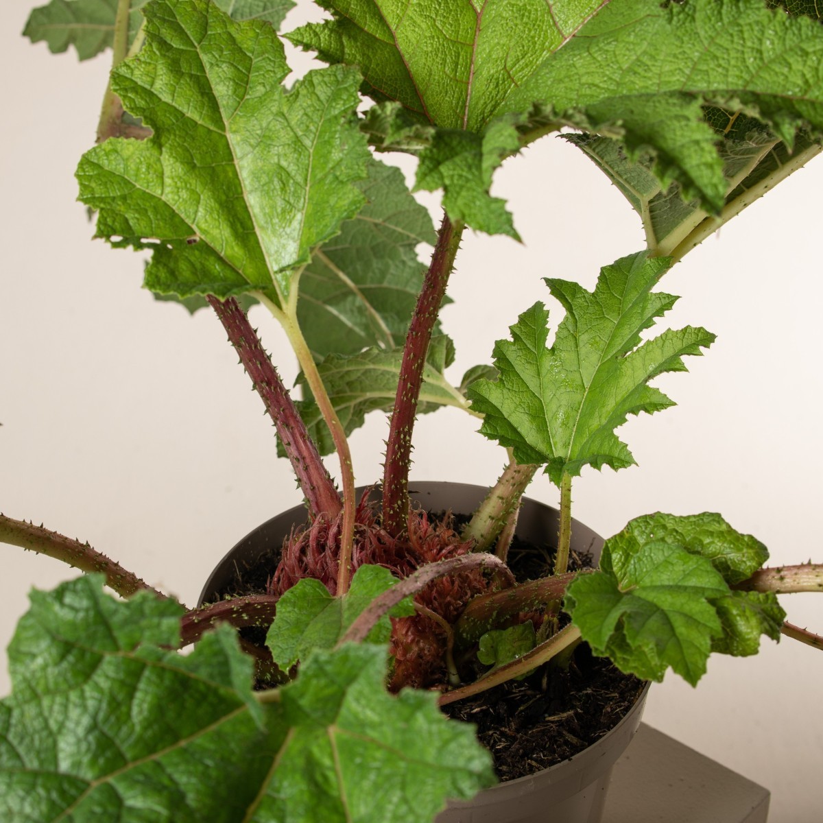 Gunnera manicata