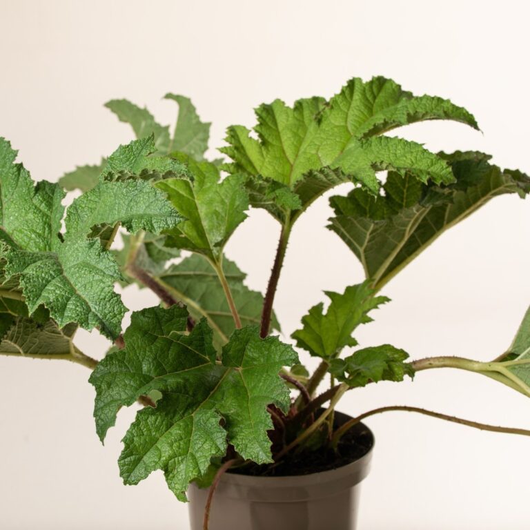 1. Optimal Planting Location: