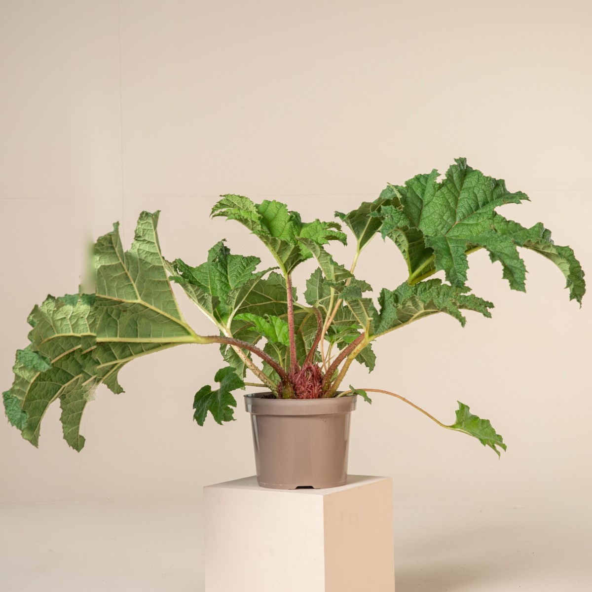 Gunnera manicata