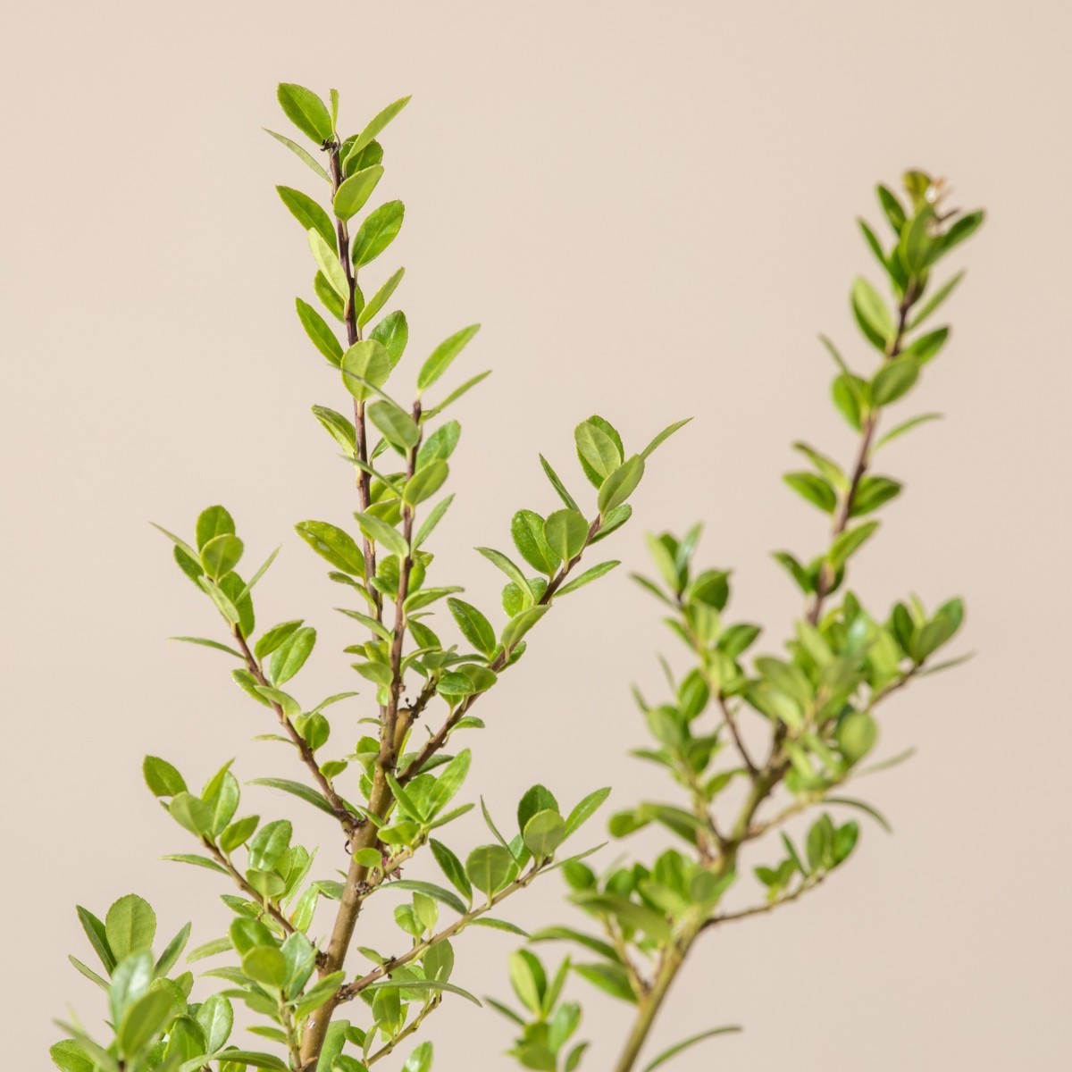 Ilex crenata 'Caroline Upright'