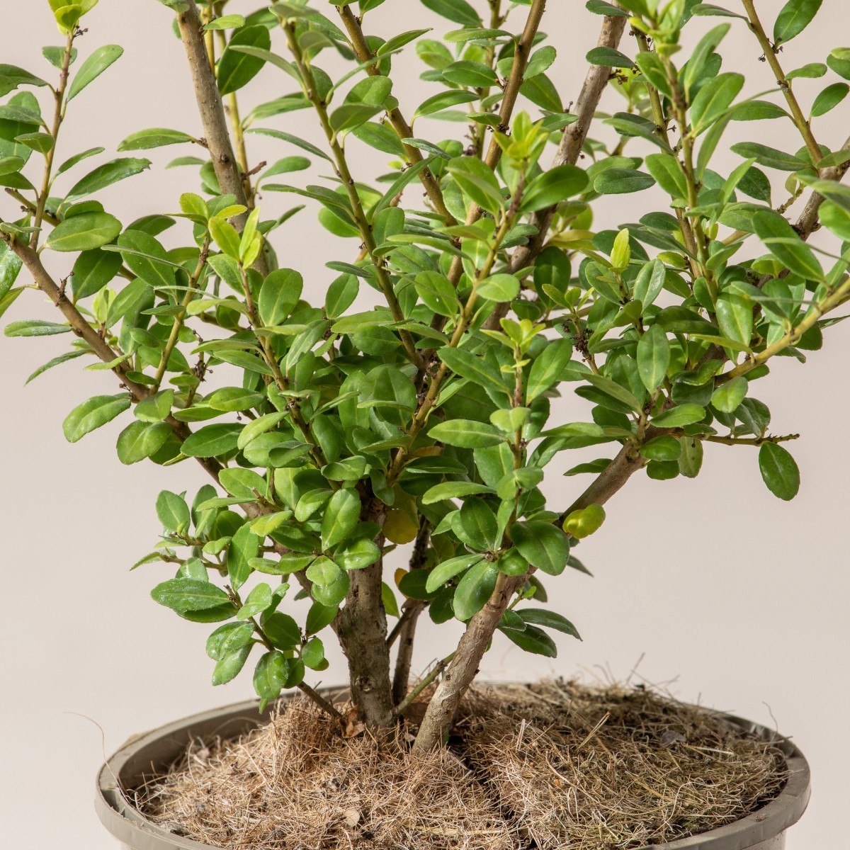 Ilex crenata 'Caroline Upright'