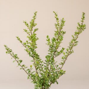 Ilex crenata 'Caroline Upright'