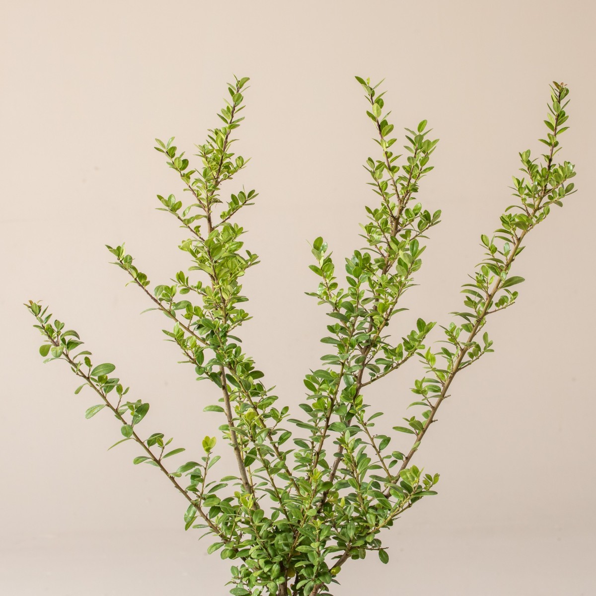 Ilex crenata 'Caroline Upright'