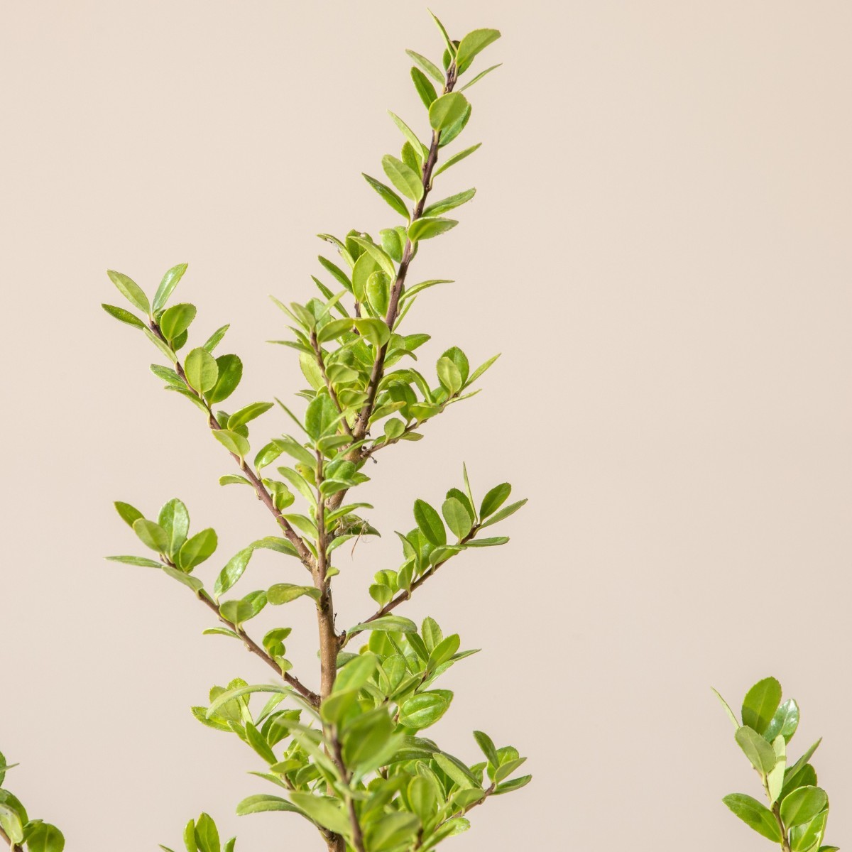 Ilex crenata 'Caroline Upright'