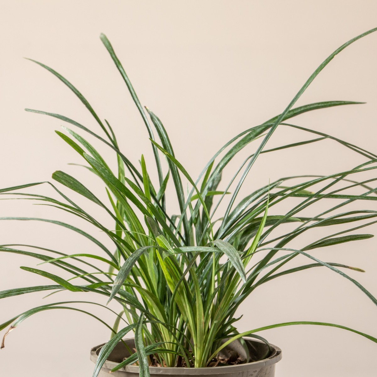 Liriope muscari 'Big Blue'