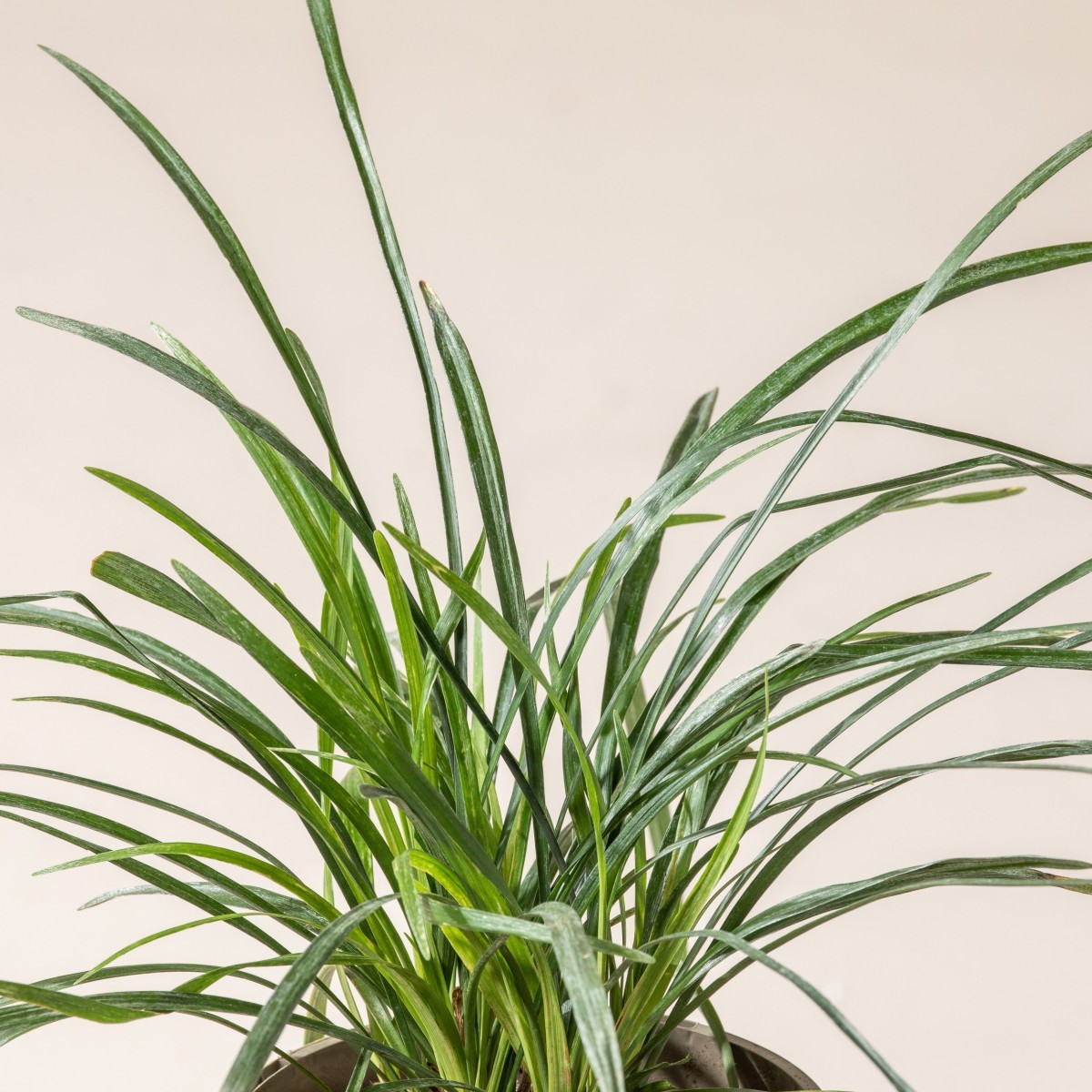 Liriope muscari 'Big Blue'