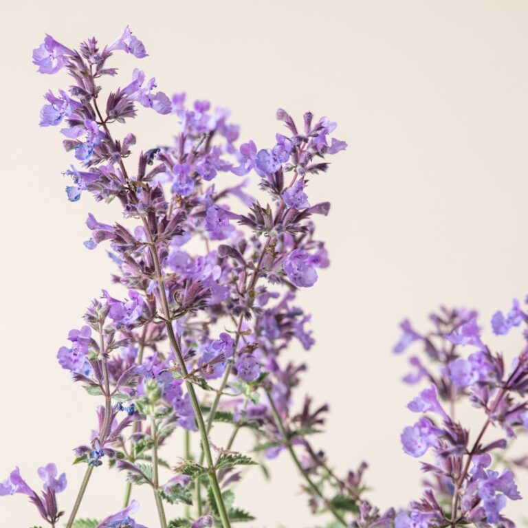Nepeta 'Walker's Low'
