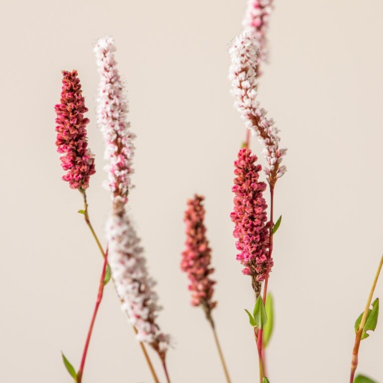 Persicaria affinis 'Superba'