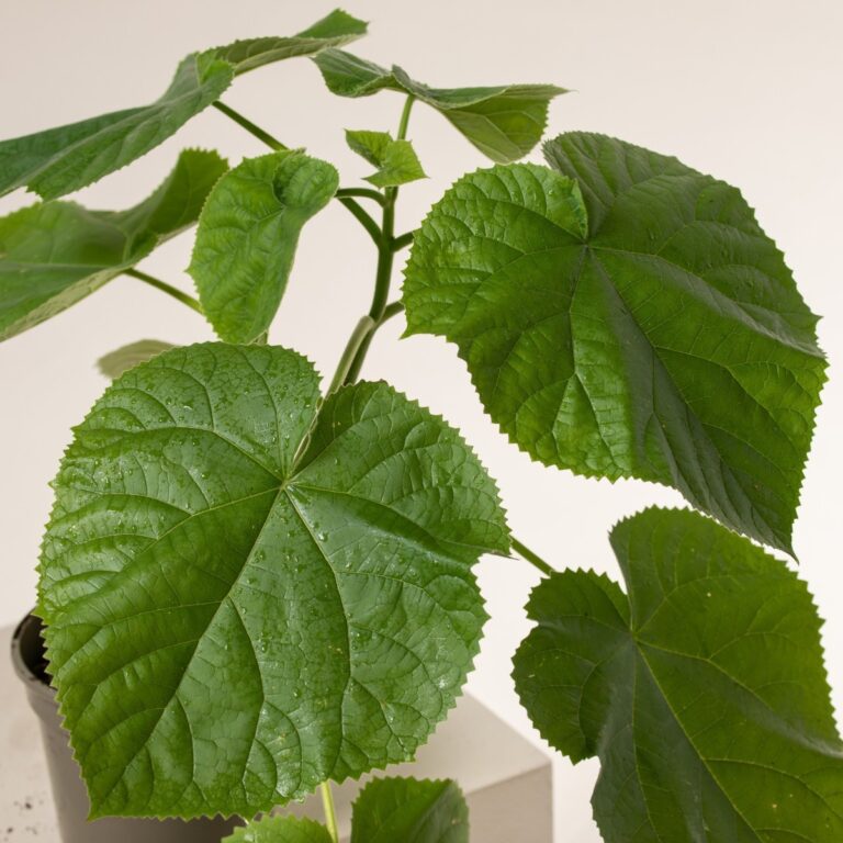 Paulownia tomentosa