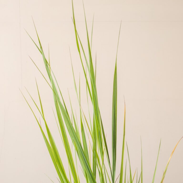 Panicum virgatum 'North Wind'