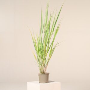 Panicum virgatum 'North Wind'