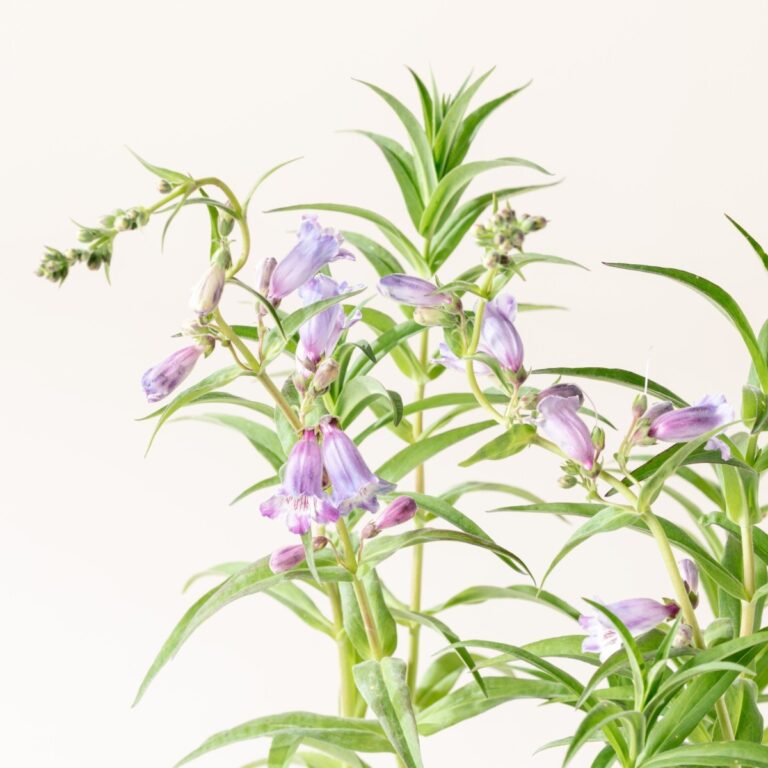 Penstemon 'Sour Grapes'