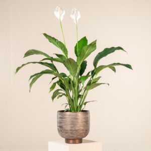 Spathiphyllum 'Sebastiano'