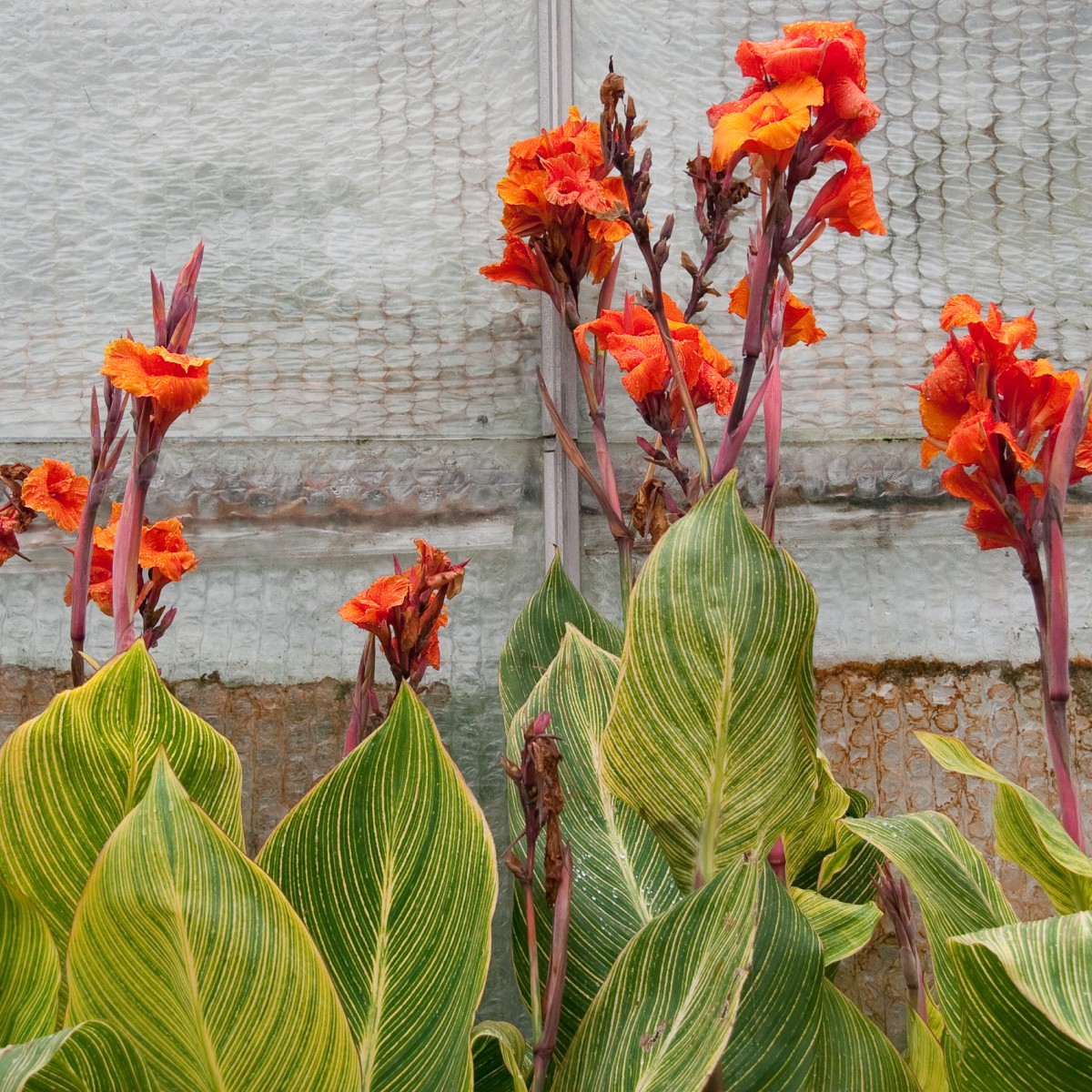 Canna 'Tropicanna Gold'